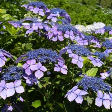 美の山公園アジサイ画像