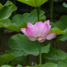 札所25番久昌寺 花ハスの画像