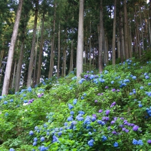 金沢浦山アジサイの画像