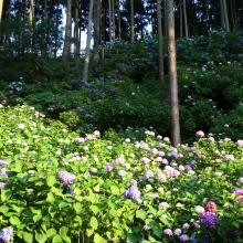 金沢浦山アジサイの画像