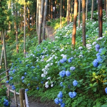 金沢浦山アジサイの画像