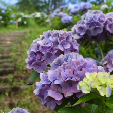 美の山公園アジサイ画像