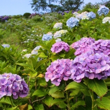 美の山公園アジサイ画像