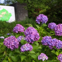 美の山公園アジサイ画像