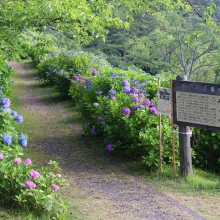 美の山公園アジサイ画像