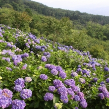 美の山公園アジサイ画像