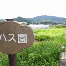 花ハス園の画像