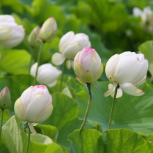 花ハス園の画像