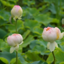 花ハス園の画像