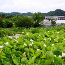 花ハス園の画像