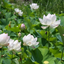 花ハス園の画像