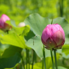 花ハス園の画像