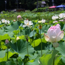 花ハス園の画像