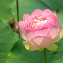 花ハス園の画像