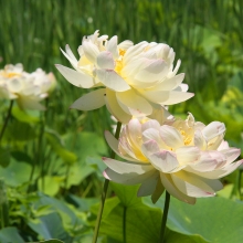 花ハス園の画像