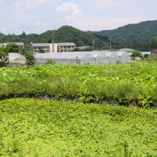 花ハス園の画像