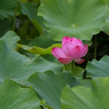 札所25番久昌寺 花ハスの画像