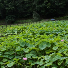 札所25番久昌寺 花ハスの画像