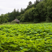 札所25番久昌寺 花ハスの画像