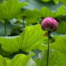 札所25番久昌寺 花ハスの画像