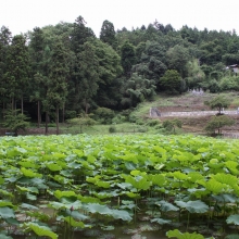 札所25番久昌寺 花ハスの画像