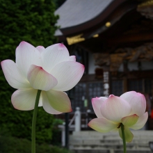 札所12番野坂寺 花ハスの画像