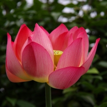 札所12番野坂寺 花ハスの画像