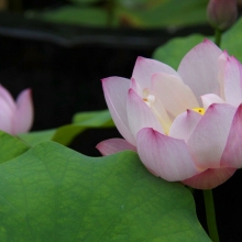 札所12番野坂寺 花ハスの画像