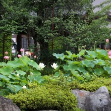 札所12番野坂寺 花ハスの画像