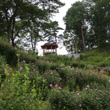 ムクゲ自然公園 ムクゲの画像