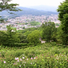 ムクゲ自然公園 ムクゲの画像