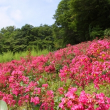 秩父ミューズパーク サルスベリの画像