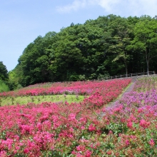 秩父ミューズパーク サルスベリの画像