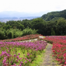 秩父ミューズパーク サルスベリの画像