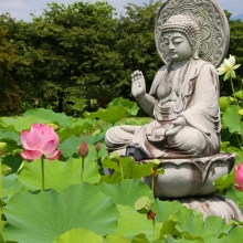 宗福寺 花ハスの画像