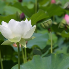 宗福寺 花ハスの画像