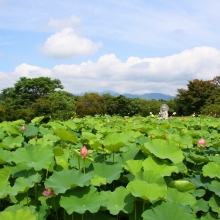 宗福寺 花ハスの画像