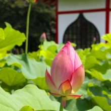 宗福寺 花ハスの画像