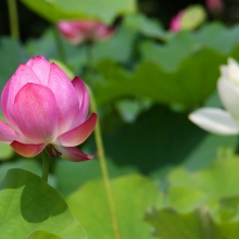 宗福寺 花ハスの画像