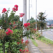 サルスベリ街道の画像