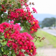 サルスベリ街道の画像