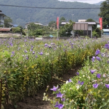 秋の七草めぐり桔梗の画像