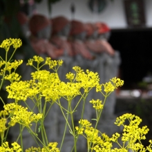 秋の七草めぐり女郎花の画像