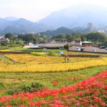 寺坂棚田彼岸花の画像