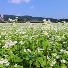 荒川そばの花の画像