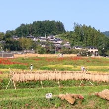 寺坂棚田彼岸花の画像