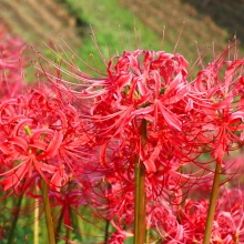 寺坂棚田彼岸花の画像