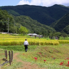 寺坂棚田彼岸花の画像