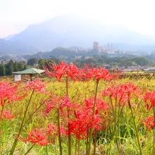 寺坂棚田彼岸花の画像