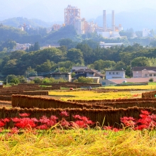 寺坂棚田彼岸花の画像